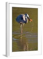 USA, California, San Diego. a Great Blue Heron Catching a Crawfish-Jaynes Gallery-Framed Photographic Print