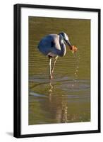 USA, California, San Diego. a Great Blue Heron Catching a Crawfish-Jaynes Gallery-Framed Photographic Print