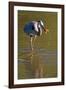 USA, California, San Diego. a Great Blue Heron Catching a Crawfish-Jaynes Gallery-Framed Photographic Print