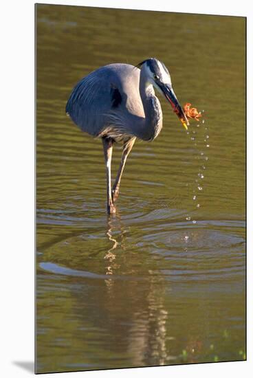 USA, California, San Diego. a Great Blue Heron Catching a Crawfish-Jaynes Gallery-Mounted Premium Photographic Print