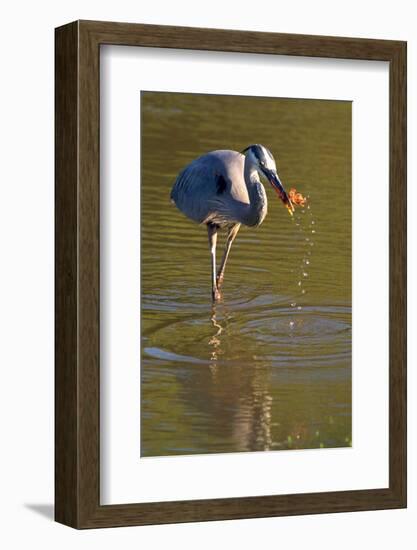 USA, California, San Diego. a Great Blue Heron Catching a Crawfish-Jaynes Gallery-Framed Photographic Print