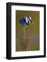 USA, California, San Diego. a Great Blue Heron Catching a Crawfish-Jaynes Gallery-Framed Photographic Print