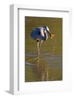 USA, California, San Diego. a Great Blue Heron Catching a Crawfish-Jaynes Gallery-Framed Photographic Print