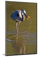 USA, California, San Diego. a Great Blue Heron Catching a Crawfish-Jaynes Gallery-Mounted Photographic Print