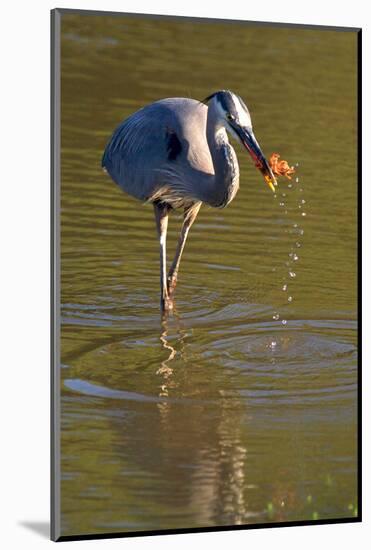 USA, California, San Diego. a Great Blue Heron Catching a Crawfish-Jaynes Gallery-Mounted Photographic Print