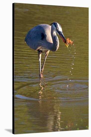 USA, California, San Diego. a Great Blue Heron Catching a Crawfish-Jaynes Gallery-Stretched Canvas