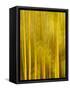 USA, California, San Diego, Bamboo Trees Blurred with Camera-Ann Collins-Framed Stretched Canvas