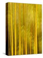 USA, California, San Diego, Bamboo Trees Blurred with Camera-Ann Collins-Stretched Canvas