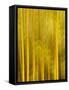 USA, California, San Diego, Bamboo Trees Blurred with Camera-Ann Collins-Framed Stretched Canvas