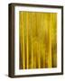 USA, California, San Diego, Bamboo Trees Blurred with Camera-Ann Collins-Framed Photographic Print