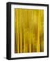 USA, California, San Diego, Bamboo Trees Blurred with Camera-Ann Collins-Framed Photographic Print