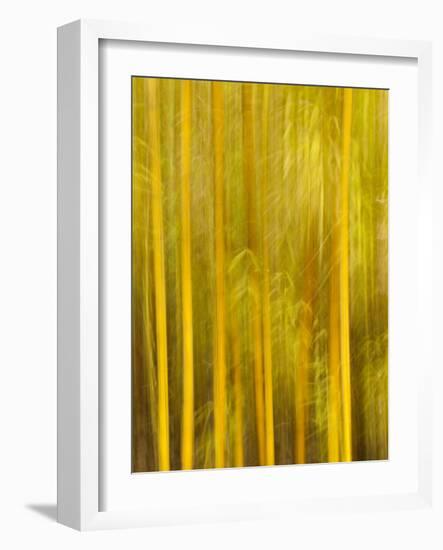 USA, California, San Diego, Bamboo Trees Blurred with Camera-Ann Collins-Framed Photographic Print