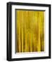 USA, California, San Diego, Bamboo Trees Blurred with Camera-Ann Collins-Framed Photographic Print
