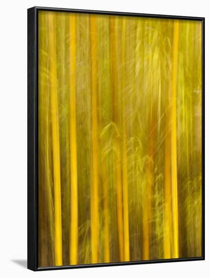 USA, California, San Diego, Bamboo Trees Blurred with Camera-Ann Collins-Framed Photographic Print