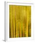 USA, California, San Diego, Bamboo Trees Blurred with Camera-Ann Collins-Framed Photographic Print