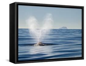 USA, California, San Diego. California Gray Whale Migrating South Toward Mexico-Ann Collins-Framed Stretched Canvas