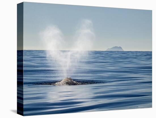 USA, California, San Diego. California Gray Whale Migrating South Toward Mexico-Ann Collins-Stretched Canvas