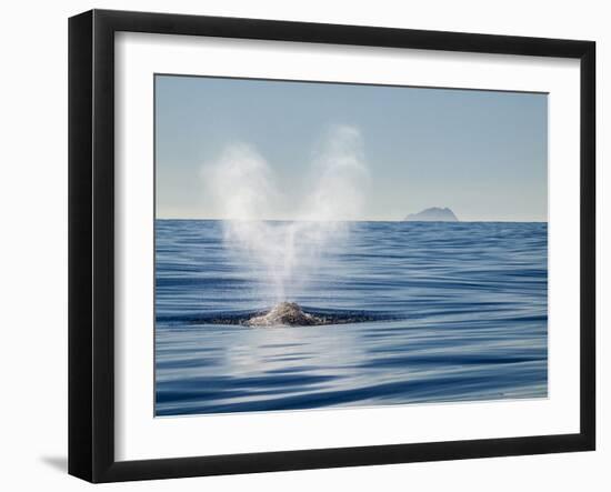 USA, California, San Diego. California Gray Whale Migrating South Toward Mexico-Ann Collins-Framed Photographic Print