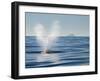 USA, California, San Diego. California Gray Whale Migrating South Toward Mexico-Ann Collins-Framed Photographic Print