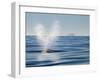 USA, California, San Diego. California Gray Whale Migrating South Toward Mexico-Ann Collins-Framed Photographic Print