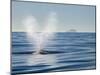 USA, California, San Diego. California Gray Whale Migrating South Toward Mexico-Ann Collins-Mounted Photographic Print