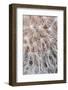 USA, California, San Diego, Close-Up of a Dandelion-Jaynes Gallery-Framed Photographic Print