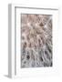 USA, California, San Diego, Close-Up of a Dandelion-Jaynes Gallery-Framed Photographic Print