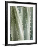 USA, California, San Diego, Close-Up of Agave Americana-Ann Collins-Framed Photographic Print