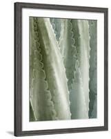 USA, California, San Diego, Close-Up of Agave Americana-Ann Collins-Framed Photographic Print