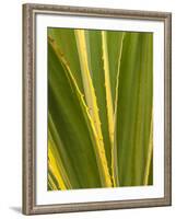 USA, California, San Diego, Close-Up of Agave Plant-Ann Collins-Framed Photographic Print