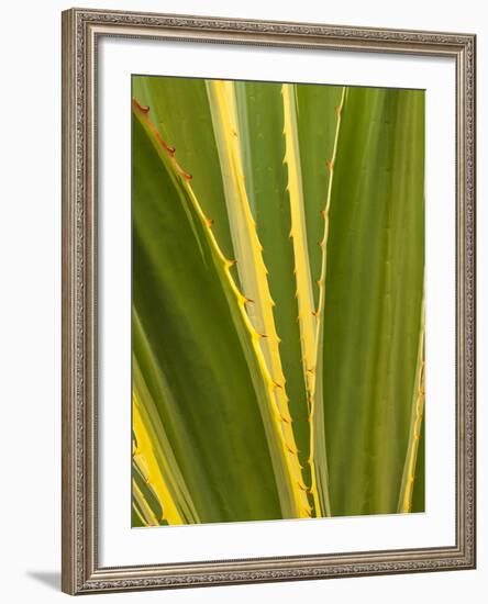 USA, California, San Diego, Close-Up of Agave Plant-Ann Collins-Framed Photographic Print