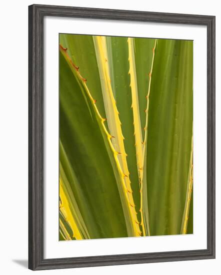 USA, California, San Diego, Close-Up of Agave Plant-Ann Collins-Framed Photographic Print