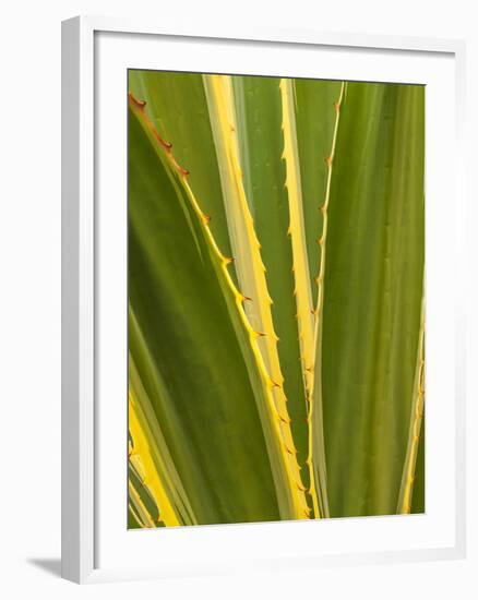 USA, California, San Diego, Close-Up of Agave Plant-Ann Collins-Framed Photographic Print