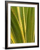 USA, California, San Diego, Close-Up of Agave Plant-Ann Collins-Framed Photographic Print