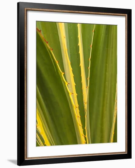 USA, California, San Diego, Close-Up of Agave Plant-Ann Collins-Framed Photographic Print