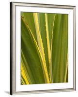 USA, California, San Diego, Close-Up of Agave Plant-Ann Collins-Framed Photographic Print