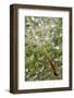USA, California, San Diego, Dandelion on a Spider Web with Mist-Jaynes Gallery-Framed Photographic Print