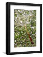 USA, California, San Diego, Dandelion on a Spider Web with Mist-Jaynes Gallery-Framed Photographic Print