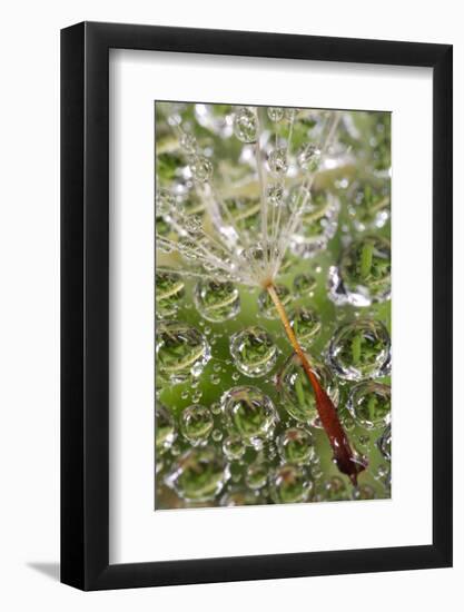 USA, California, San Diego, Dandelion on a Spider Web with Mist-Jaynes Gallery-Framed Photographic Print
