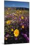 USA, California, San Diego. Desert Sunflower and Sand Verbena-Jaynes Gallery-Mounted Photographic Print