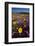 USA, California, San Diego. Desert Sunflower and Sand Verbena-Jaynes Gallery-Framed Photographic Print