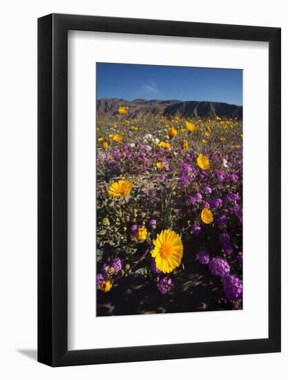 USA, California, San Diego. Desert Sunflower and Sand Verbena-Jaynes Gallery-Framed Photographic Print