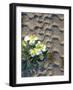 USA, California, San Diego. Dune Primrose Wildflower in Anza Borrego-Jaynes Gallery-Framed Photographic Print