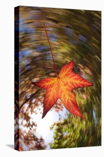 USA, California, San Diego, Falling Leaf from a Tree in Autumn-Jaynes Gallery-Stretched Canvas