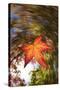 USA, California, San Diego, Falling Leaf from a Tree in Autumn-Jaynes Gallery-Stretched Canvas
