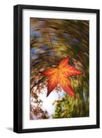 USA, California, San Diego, Falling Leaf from a Tree in Autumn-Jaynes Gallery-Framed Photographic Print