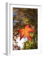 USA, California, San Diego, Falling Leaf from a Tree in Autumn-Jaynes Gallery-Framed Photographic Print