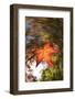 USA, California, San Diego, Falling Leaf from a Tree in Autumn-Jaynes Gallery-Framed Photographic Print