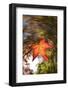 USA, California, San Diego, Falling Leaf from a Tree in Autumn-Jaynes Gallery-Framed Photographic Print