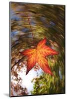 USA, California, San Diego, Falling Leaf from a Tree in Autumn-Jaynes Gallery-Mounted Photographic Print